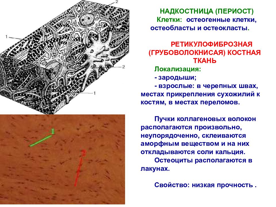 Скелетные ткани презентация