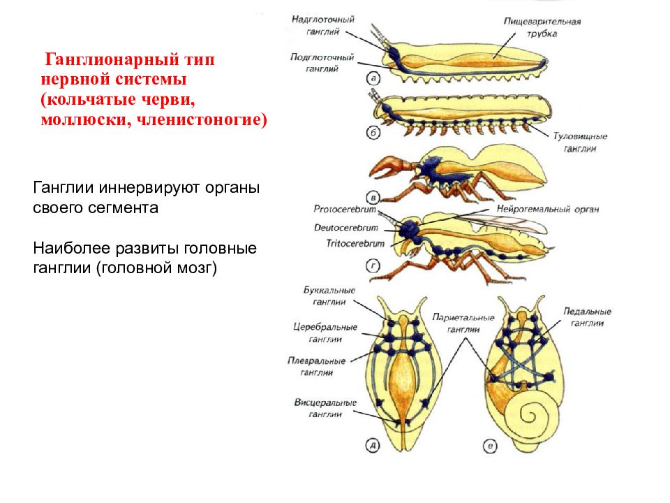 Членистоногие нервная. Схема строения нервной системы членистоногих. Нервная система членистоногих насекомых. Нервные системы беспозвоночных схемы. Нервная система насекомых моллюсков.