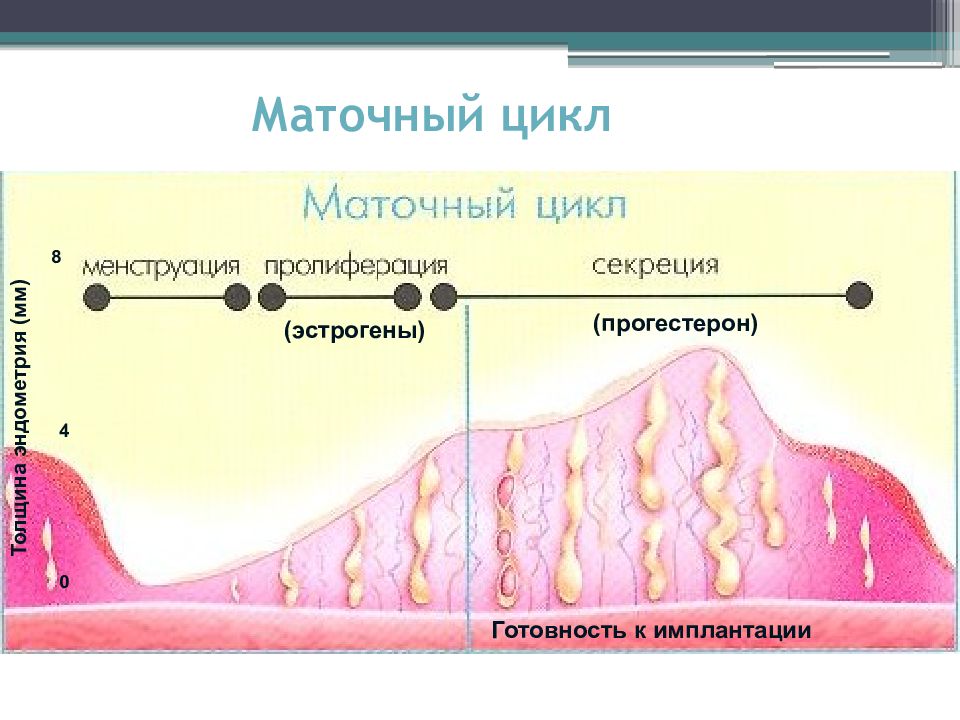 Десквамация эндометрия. Маточный цикл фазы схема. Фазы маточного менструального цикла. Фазы маточного менструационного цикла. Маточный цикл 4 фазы схема.
