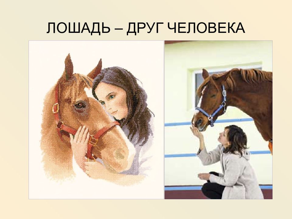 Друзья лошадки. Лошадь друг человека. Лошадь для презентации. Лошадь помощник человека. Лошадка для презентации.