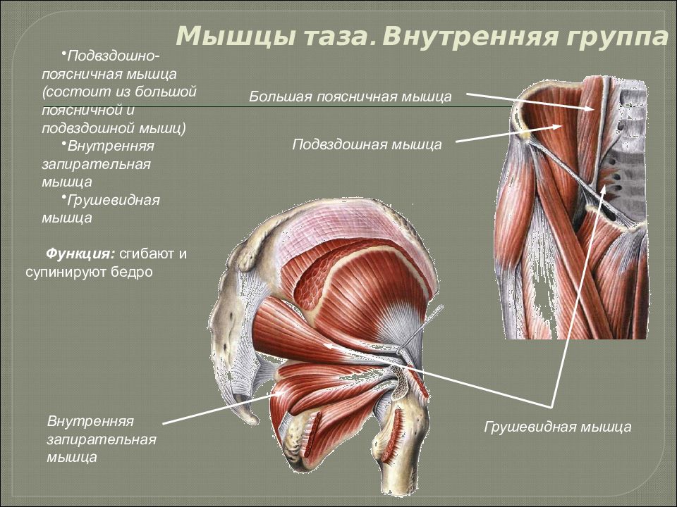 Какая мышца изображена на рисунке. Мышцы тазового пояса наружная группа. Ягодичные мышцы анатомия строение. Мышцы таза вид спереди анатомия.