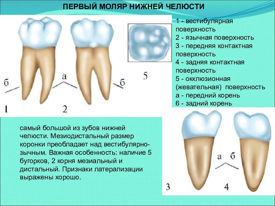 Клыки поверхность зуба. Нижний 6 моляр анатомия. Анатомия Бугров Нижнего моляра. Анатомия зуба моляра нижней челюсти. Верхний второй моляр анатомия коронки.