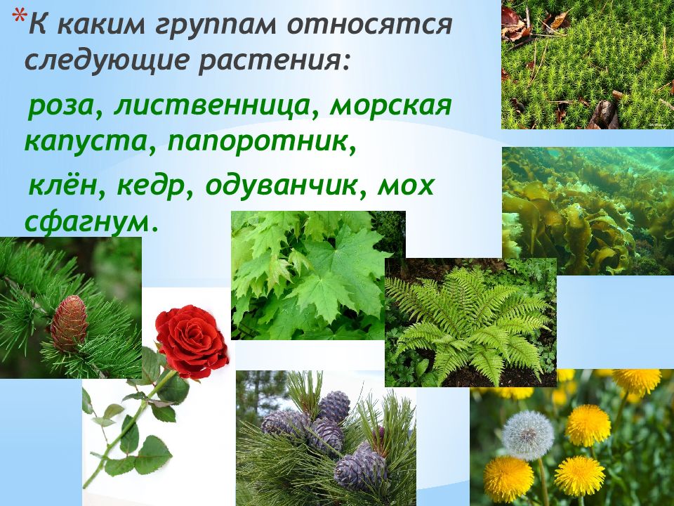 К какой группе растений относится кедр. Кедр группа растений. Клен группа растений. К каким группам относятся растения. Лиственница какая группа растений.