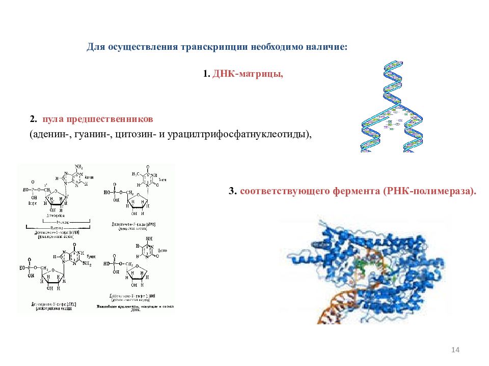 Молекулярные основы транскрипции. Транскрипция белка. Для осуществления необходим фермент РНК-полимераза. Что необходимо для транскрипции.