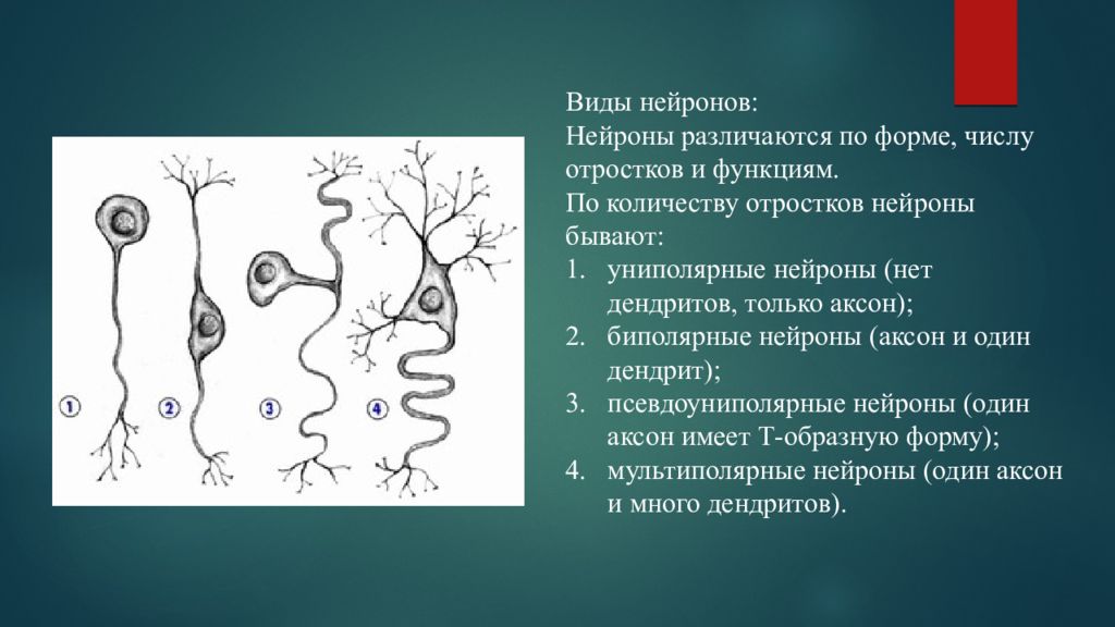 Характеристика функций нейронов. Нейроны различаются по форме. Названия нейронов по форме. Нейроны различаются. Виды нейронов по количеству отростков.