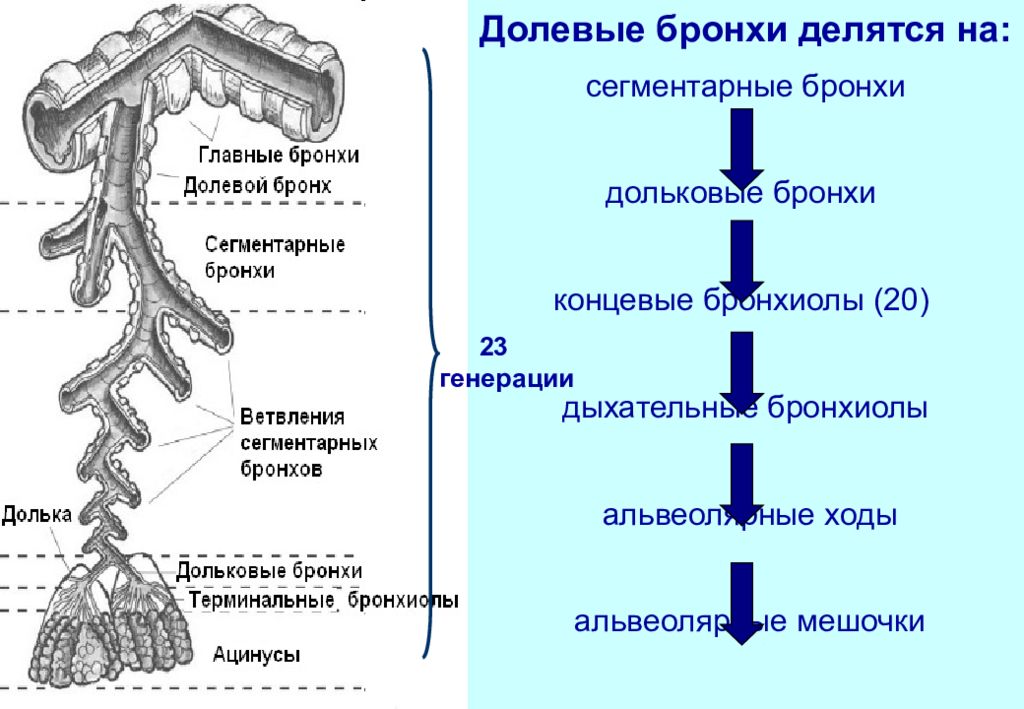 Деление бронхиального дерева схема