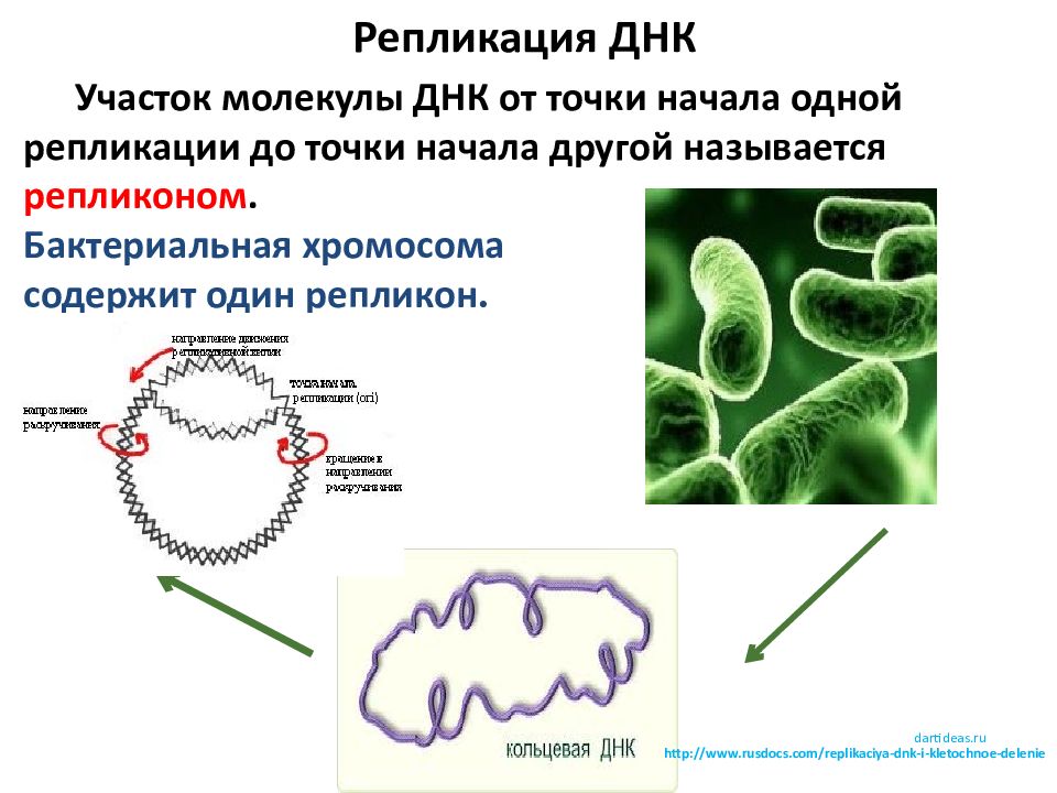 Участок молекулы днк содержит. Репликон прокариот. Репликация бактериальной хромосомы. Репликон микробиология. Репликация это в биологии.