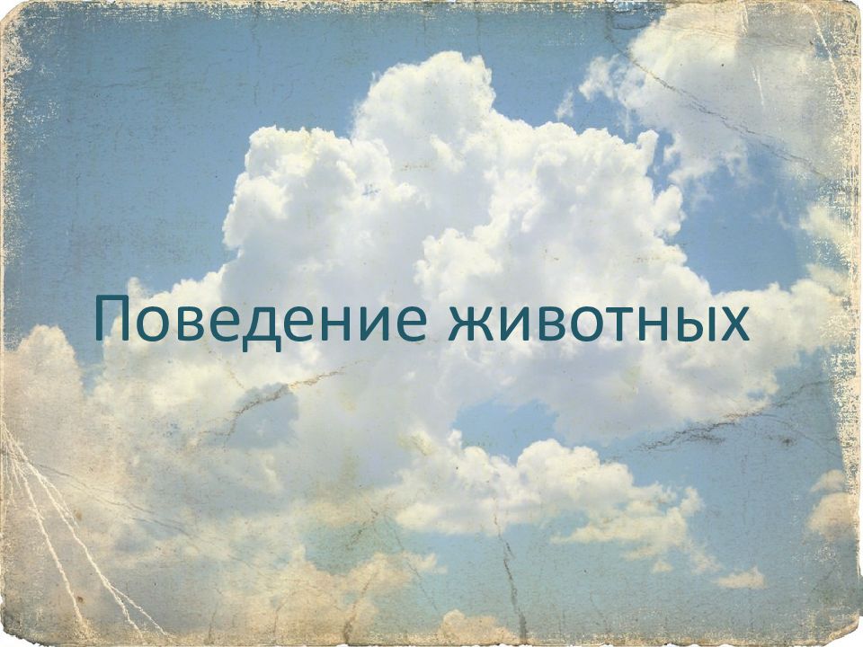 Поведение животных