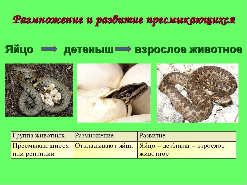 Презентация особенности размножения разных животных 2 класс занков