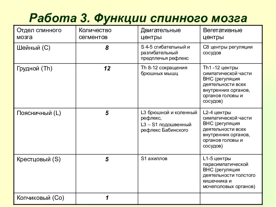 Функции спинного мозга презентация