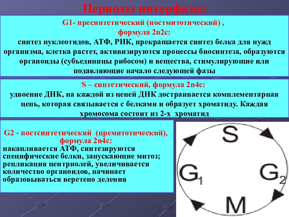 G 0 процесс. Интерфаза постмитотический. G1 период интерфазы постмитотический. Премитотический период интерфазы. Пресинтетический период процессы.