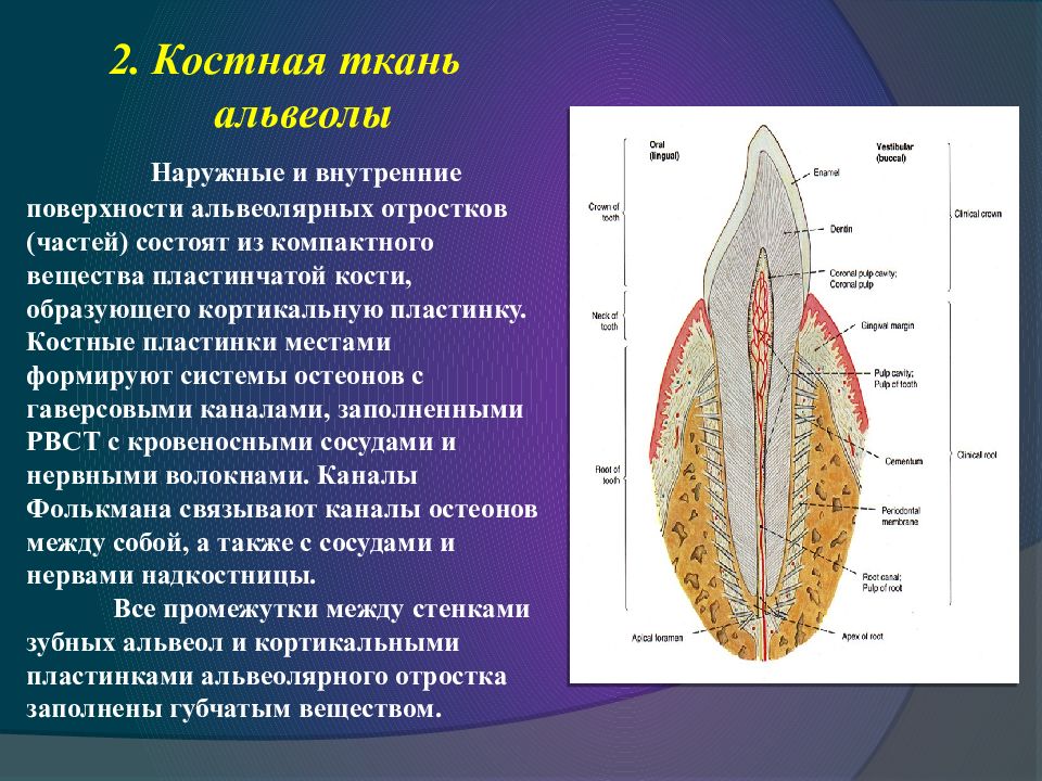 Генетические аспекты болезней пародонта презентация