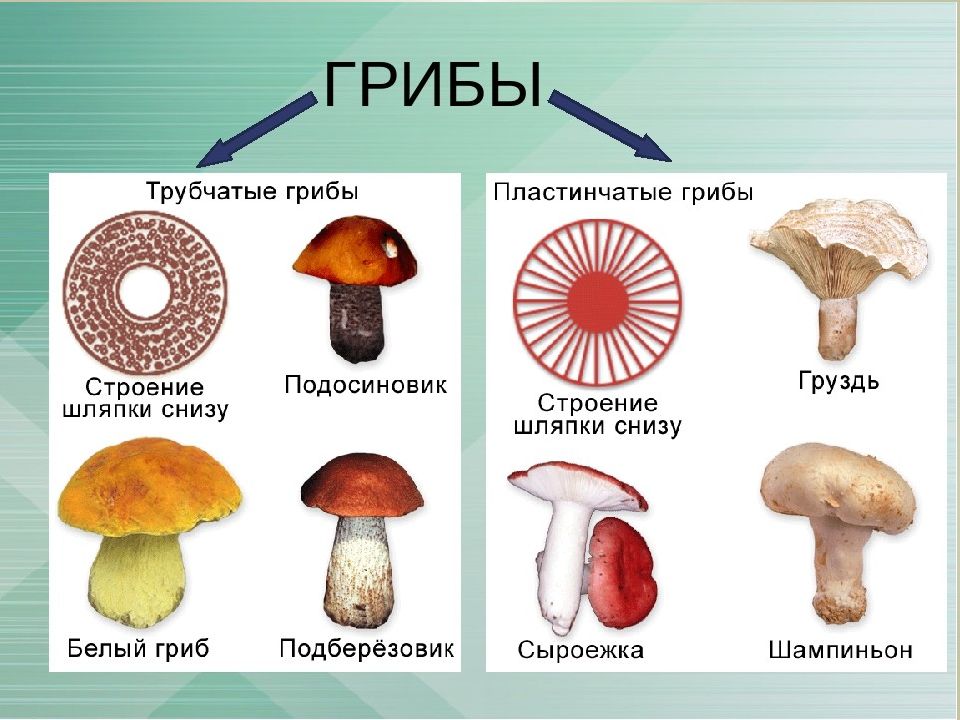 Нижняя сторона шляпки