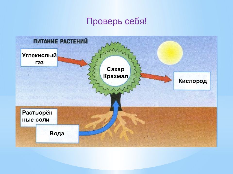 Схема влияние углекислого газа на выделение кислорода водными растениями