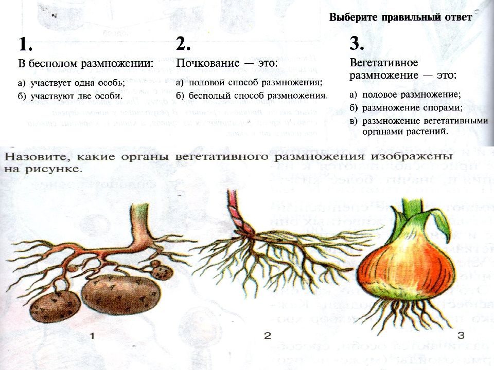 Презентация размножение растений своими частями 2 класс презентация