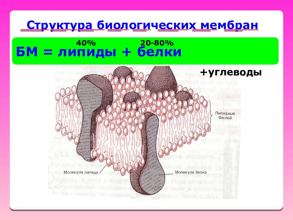 Схема функциональной системы поддержания целостности биологических мембран и обеспечения аэробных