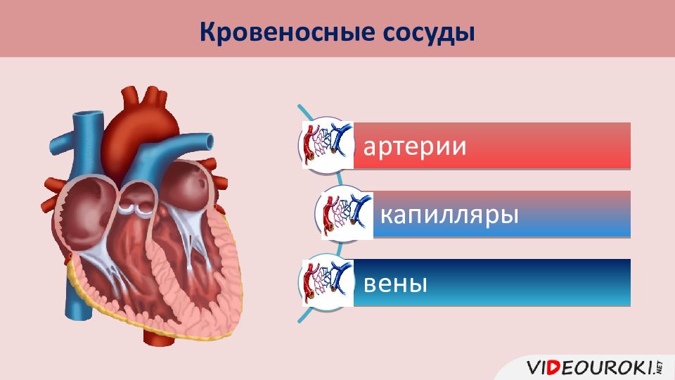 Органы кровообращения работа сердца