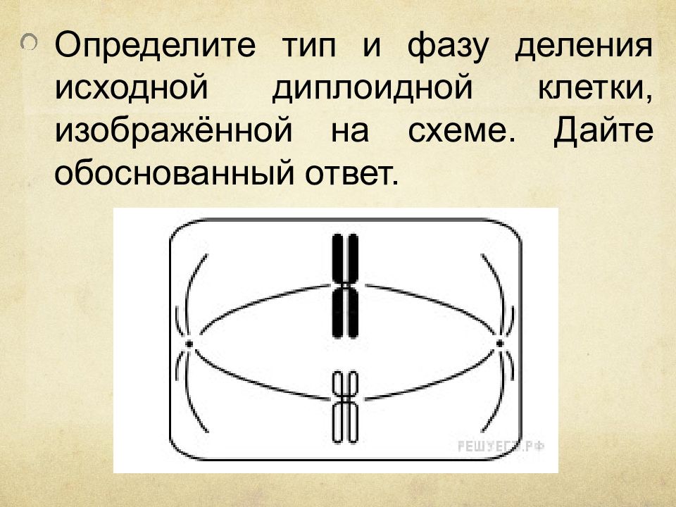 Определите тип деления клетки. Тип деления трехплоидной клетки. Определите Тип и фазу деления. Определите Тип и фазу деления клетки. Типы и фазы деления диплоидной клетки.