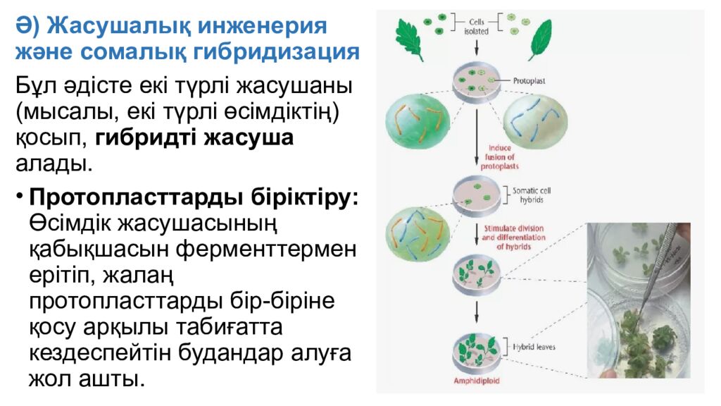 124. Гендерді клондауда, ДНҚ секвенирлеуле, мутагенезде ПТР маңызы