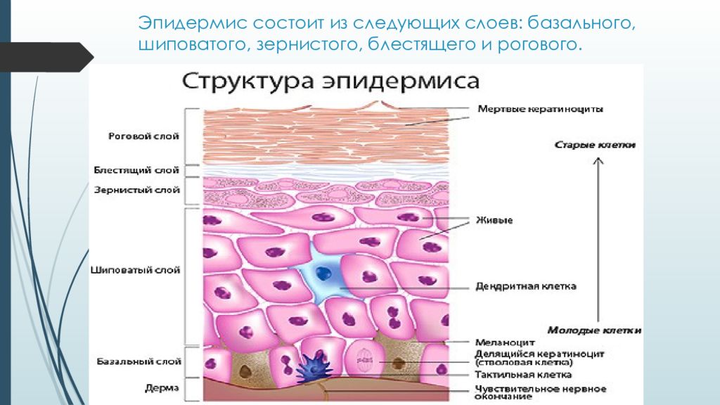 Синтезируются клетками кожного эпидермиса