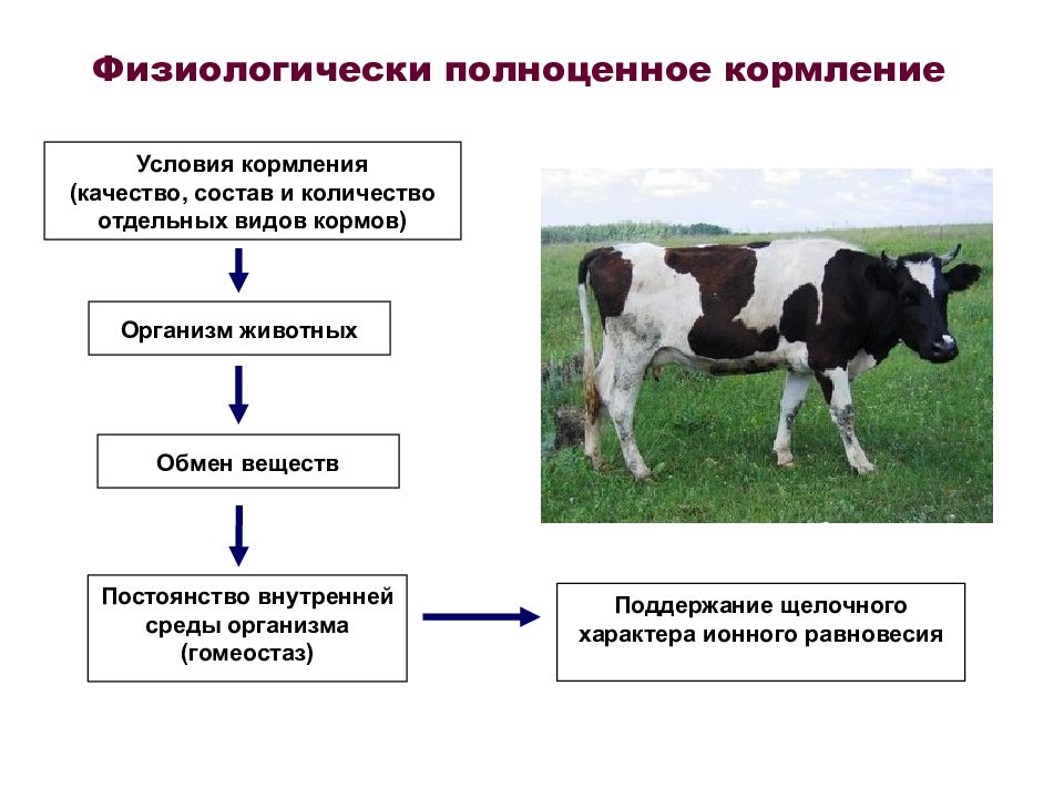 Обмен животных