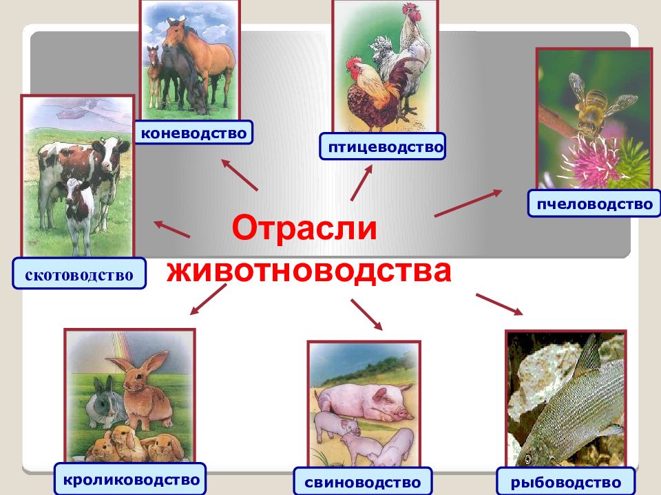 Животноводство отрасли. Отрасли животноводства. Основные отрасли животноводства. Животноводство схема. Схема направлений животноводства.