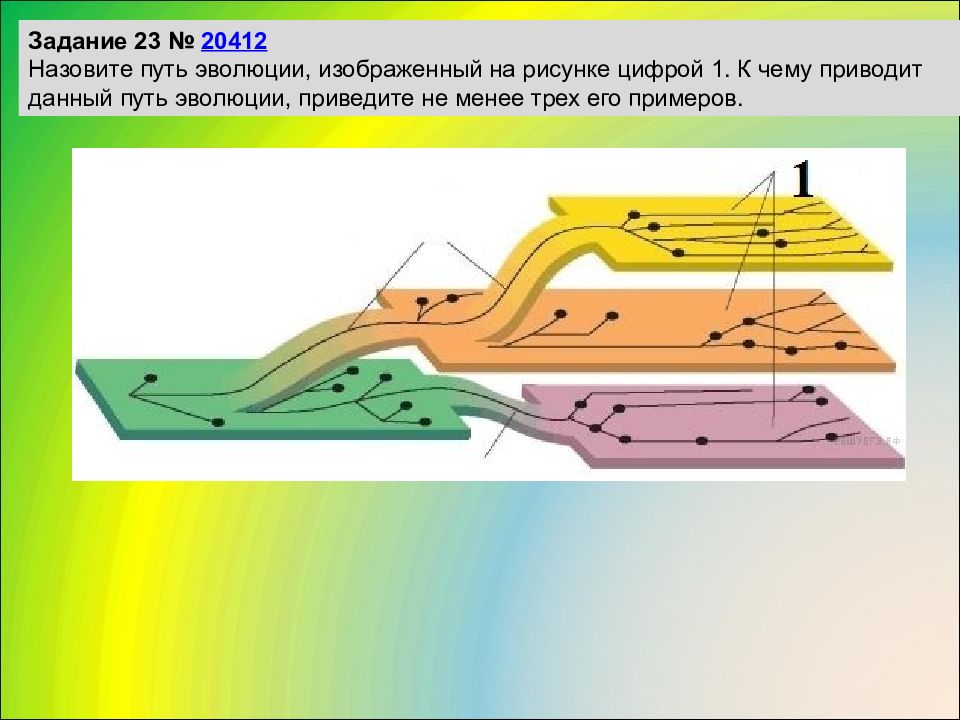 Как называется путь. Назовите путь эволюции. Пути эволюции схема. Назовите путь эволюции, изображенный на рисунке цифрой. Назовите путь эволюции, изображённый.