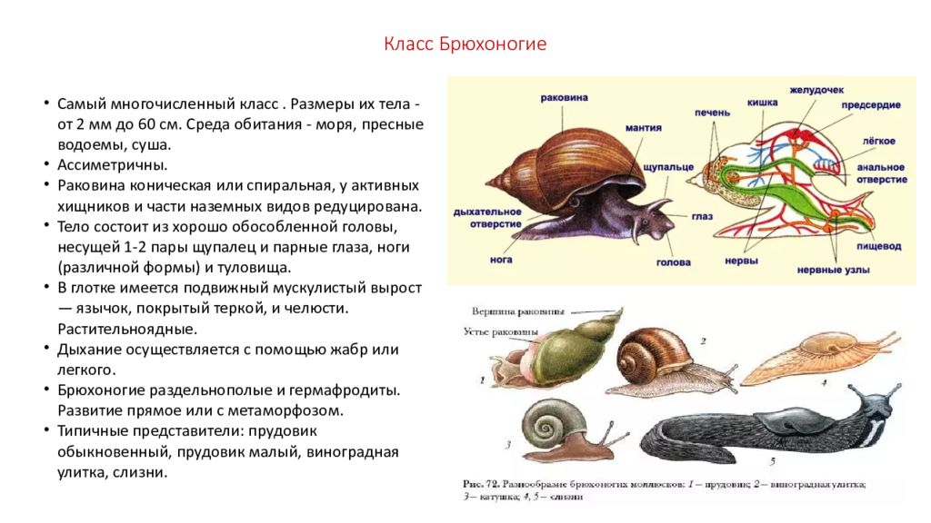 Внешнее строение прудовика обыкновенного. Характеристики строение брюхоногих моллюсков. Тип моллюски улитка строение. Тип моллюски 7 класс биология брюхоногие. Класс брюхоногие строение улитки.