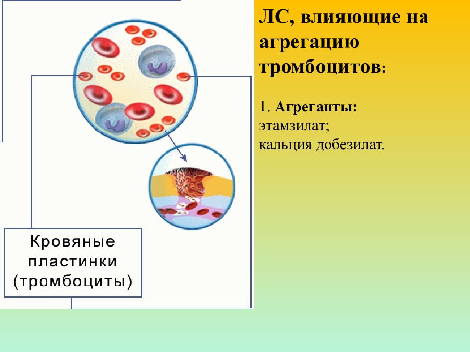 Средства влияющие на кровь презентация