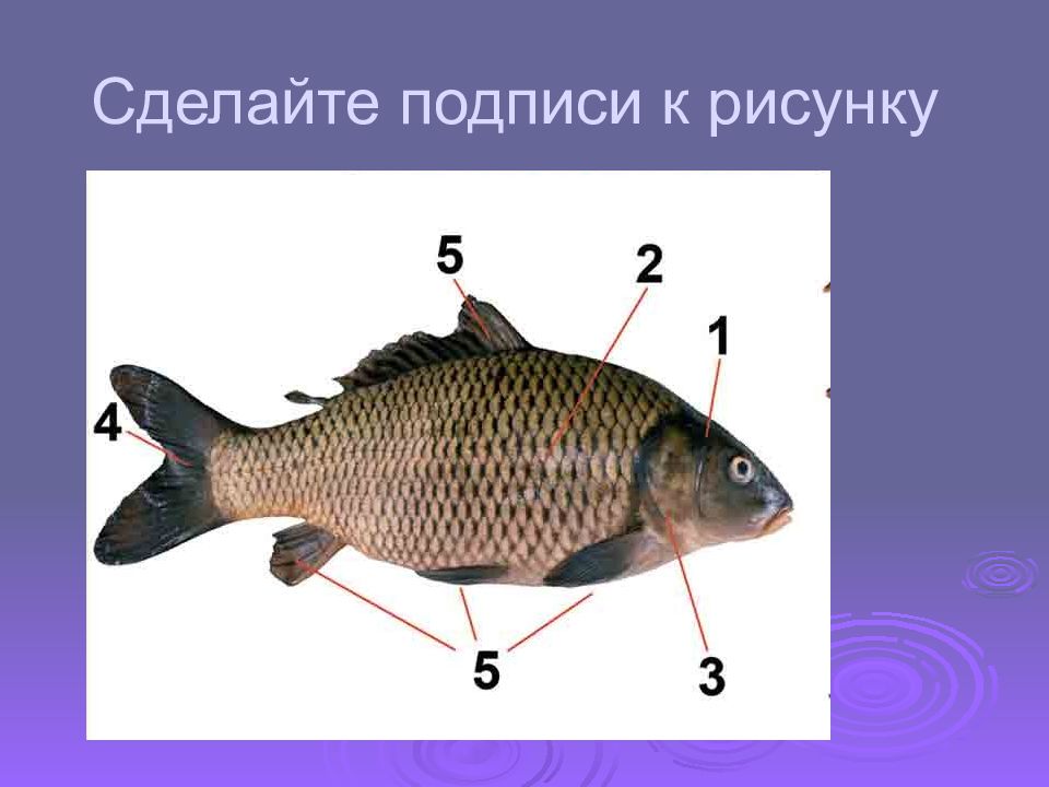 Рисунок с подписью powerpoint