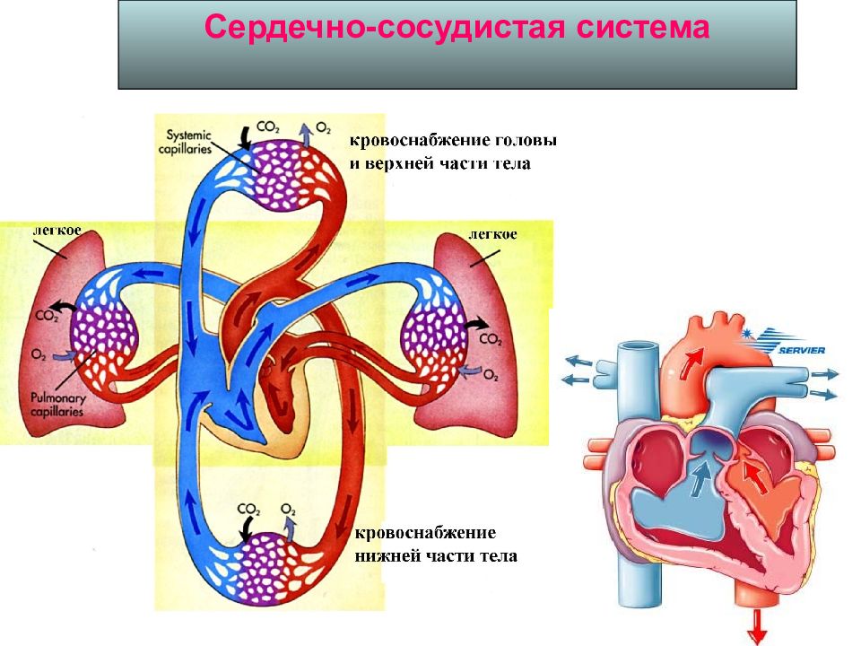 Круги кровообращения физиология. Физиология кровообращения. Физиология сердечно-сосудистой системы. Физиология кровообращения животных.