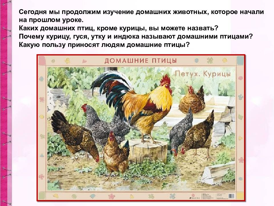 Составление рассказа по картине куры