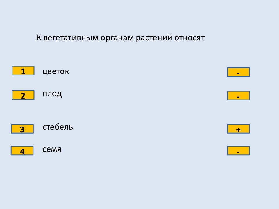 К вегетативным органам растения относятся. К вегетативным органам растений относится. К вегетативным органам растений относится цветок плод стебель семя. К вегетативным органам относят растений относят. Тест по теме органы цветкового растения 6 класс.