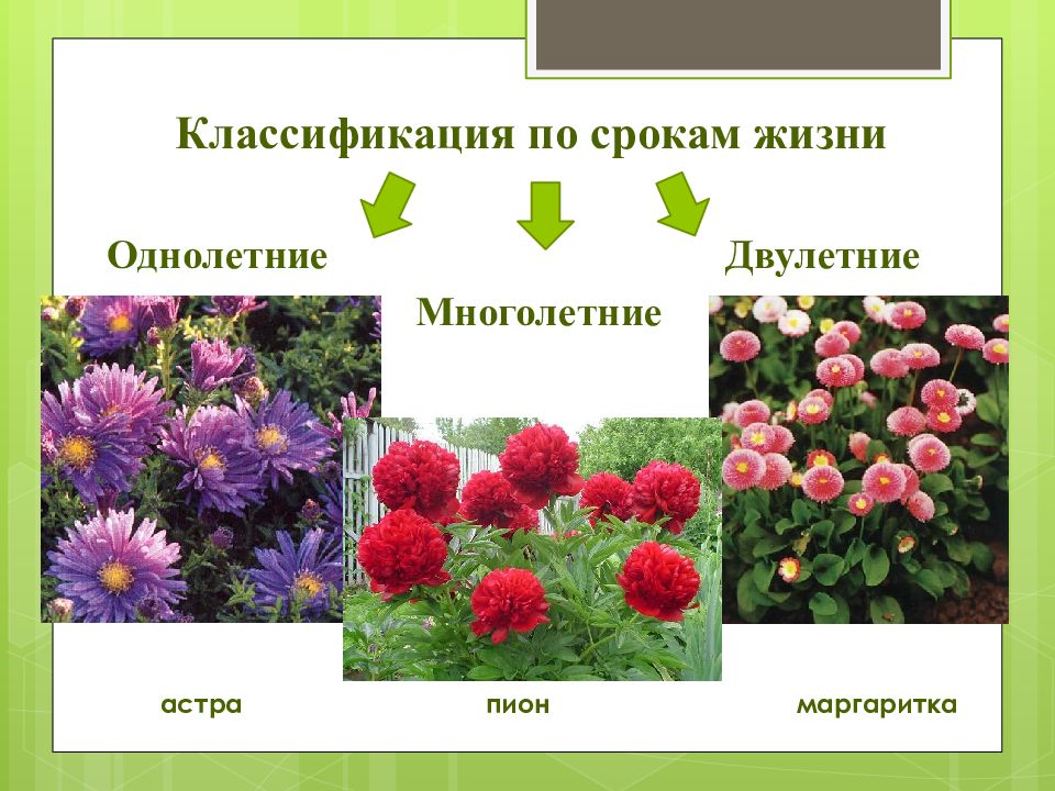Признаки цветочных растений