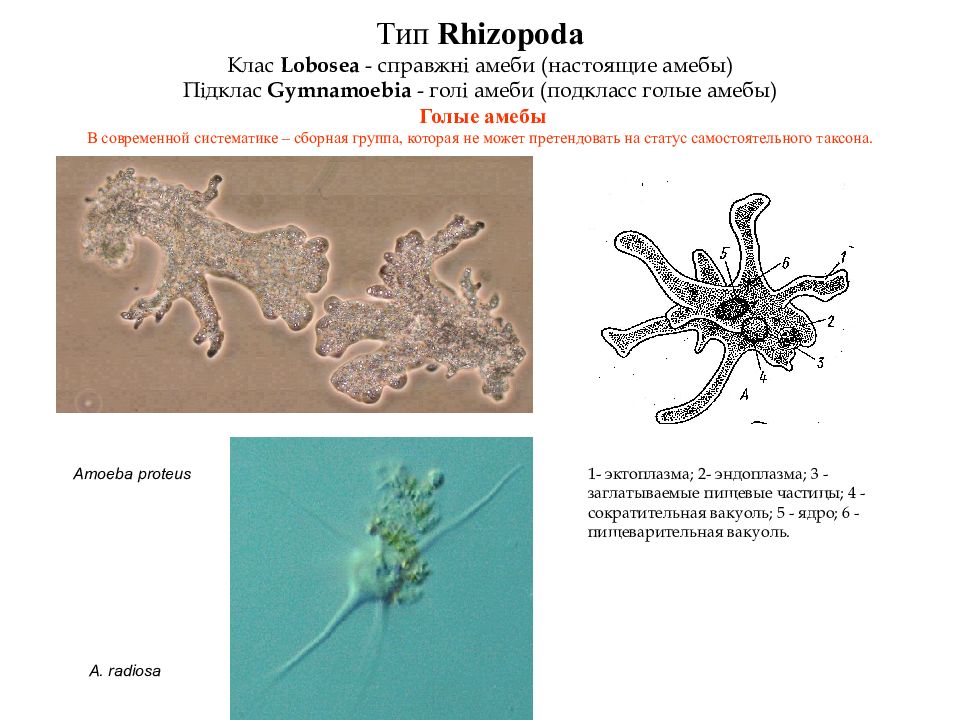 Как размножается амеба. Амеба Протей Тип класс. Лобозные амебы. Амеба Proteus систематика. Систематика амебы обыкновенной.