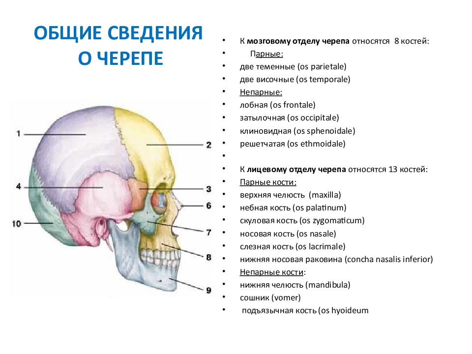 Теменная кость черепа фото