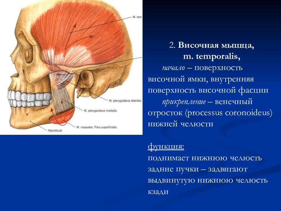 Височная мышца. Височная мышца (m. temporalis). M. temporalis, m. Masseter и m. pterygoideus medialis. Функции мышц головы внутренняя крыловидная. Нижняя крыловидная мышца головы анатомия.