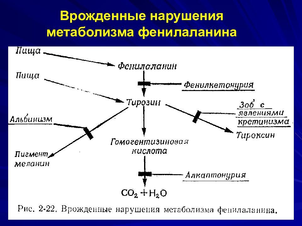 Нарушение метаболизма фенилаланина. Врожденные нарушения обмена веществ. Метаболизм фенилаланина и тирозина патология обмена. Нарушение обмена веществ в детском возрасте. Виды нарушения обмена клетки.