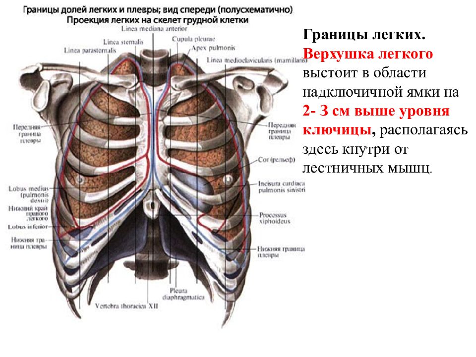 Границы легких картинка