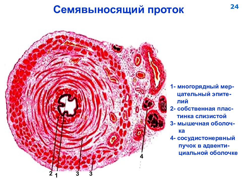 Стенки протока. Семя ыфносящий прооток гистология препарат. Семявыносящие пути гистология строение. Семявыносящий проток гистология препарат. Строение стенки семявыносящего протока гистология.