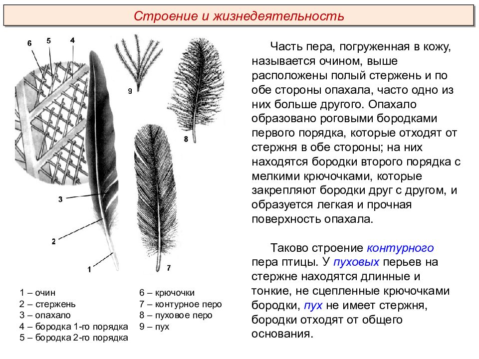 Схема контурного пера