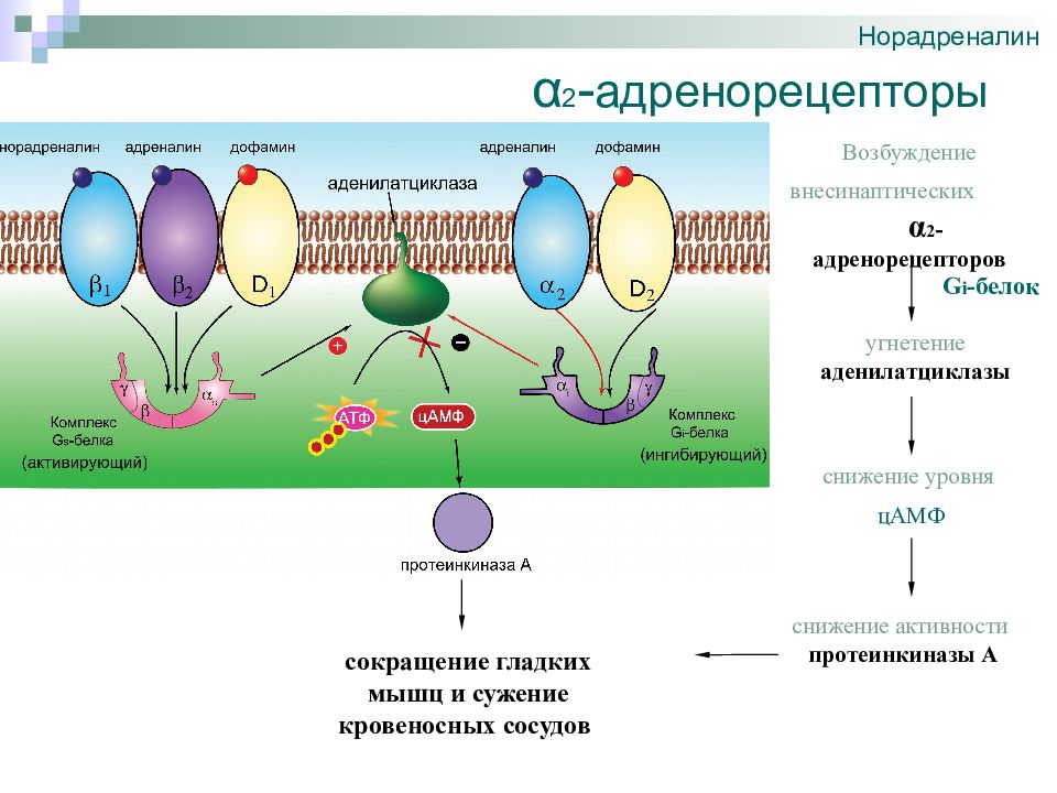Б рецепторы. Механизм взаимодействия норадреналина с адренорецепторами. Альфа 2 адренорецепторы норадреналин. Рецепторы адреналина и норадреналина. Взаимодействие норадреналина с адренорецепторами.