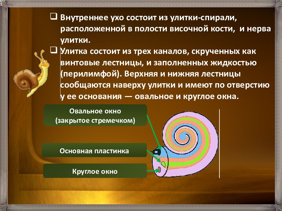 Улитка располагается в. Характеристики улитки в ухе. Характеристики улитки уха. Круглое окно улитки функция. Улитка уха функции.