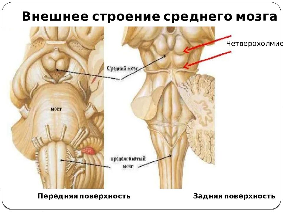 Средний стр. Внешнее строение среднего мозга. Передняя поверхность продолговатого мозга.