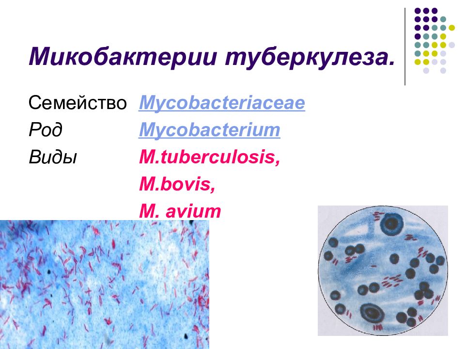 Форма микобактерий