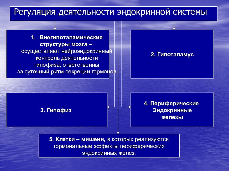 Роль эндокринной регуляции схема