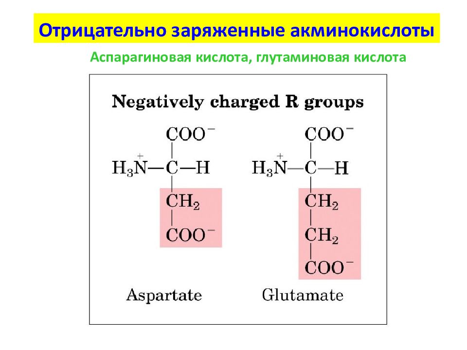 Глутаминовая кислота аминокислота. Глутаминовая и аспарагиновая кислота. Глутаминовая кислота и аспарагиновая кислота. Аспарагиновая кислота аминокислота.