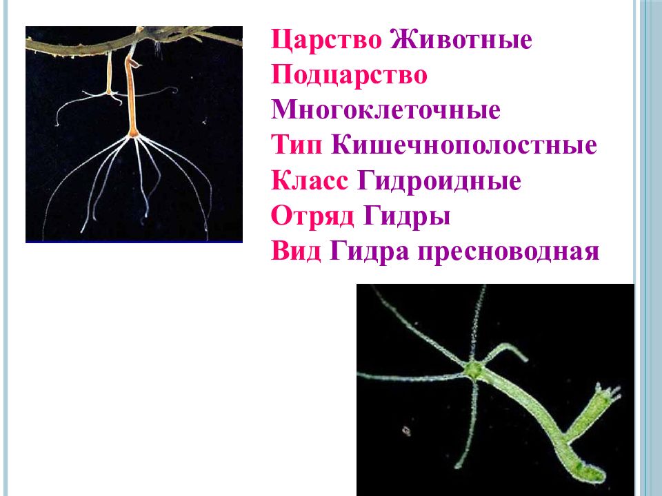 Нервная система кишечнополостных. Царство животные Тип Кишечнополостные. Движение гидры пресноводной. Нервные клетки кишечнополостных функции. Пресноводная гидра из пластилина.