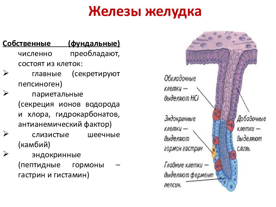 Железы желудка