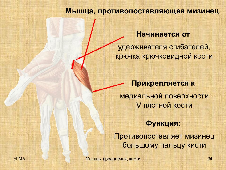 Мышца 7. Мышца противопоставляющая мизинец кисти. Отводящая мезинец мышцы кисти. Мышца, противопоставляющая большой палец кист. Мышца противопоставлящая мезинец.